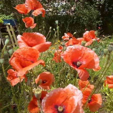 Διαμέρισμα Fam.zimmer Rust